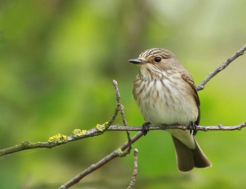 Spotted Flycatcher