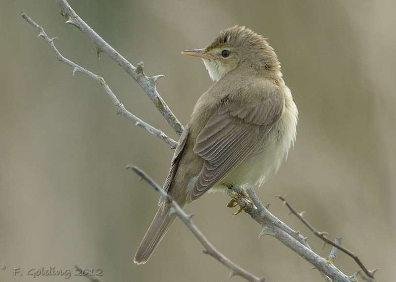 Marsh Warbler