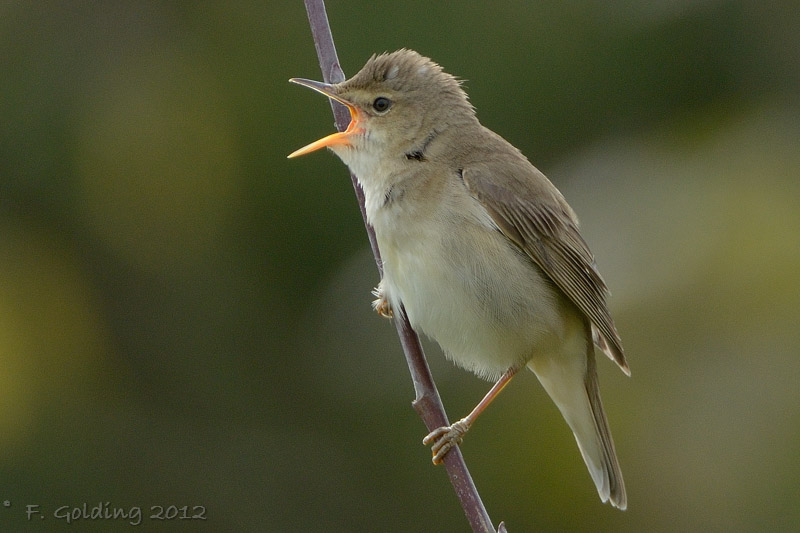 Marsh Warbler