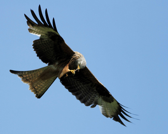 Red Kite