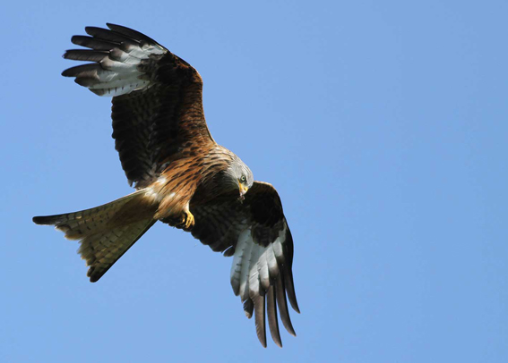 Red Kite