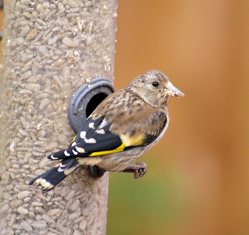Goldfinch