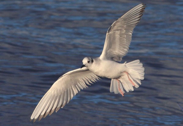 Bonaparte's Gull