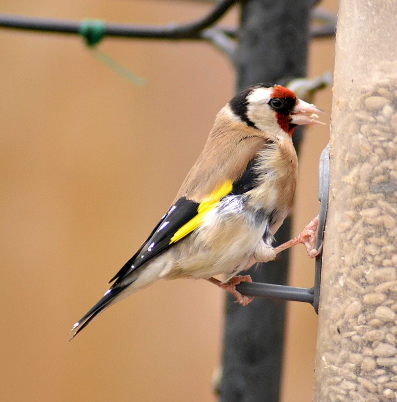 Goldfinch