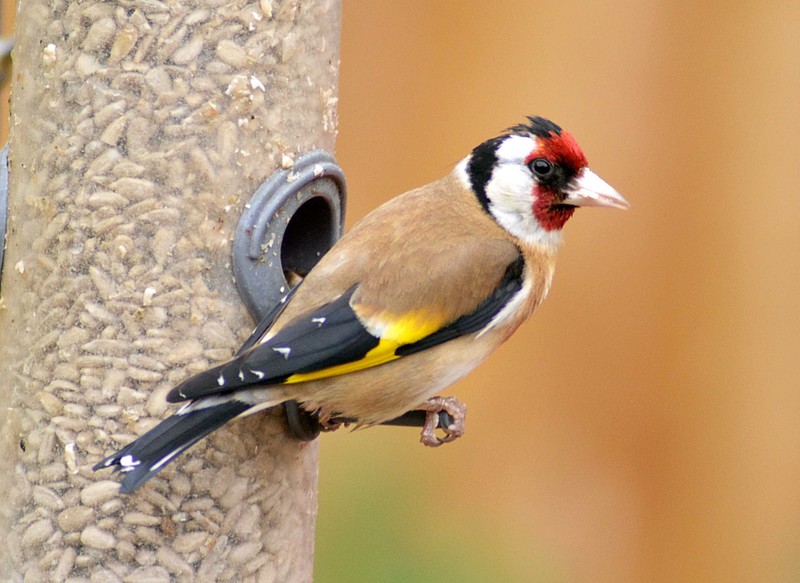 Goldfinch