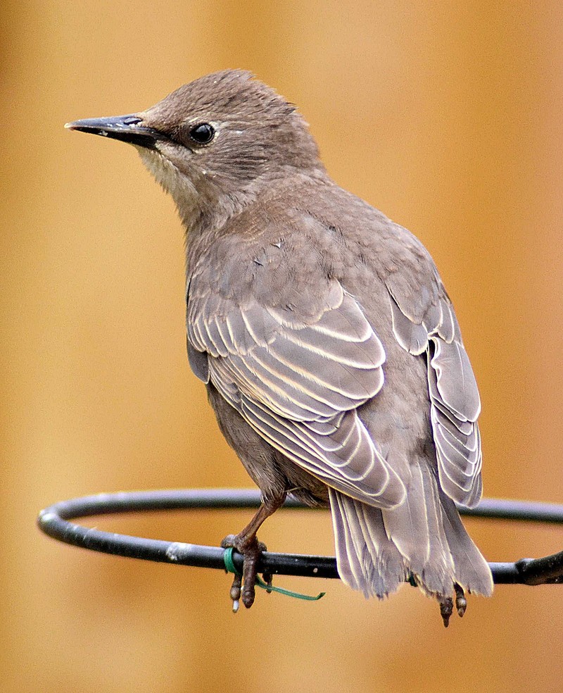 Starling