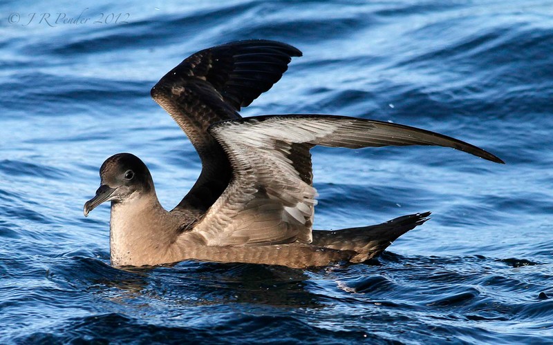 Sooty Shearwater