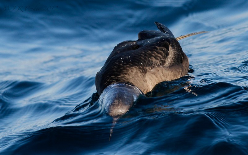 Sooty Shearwater