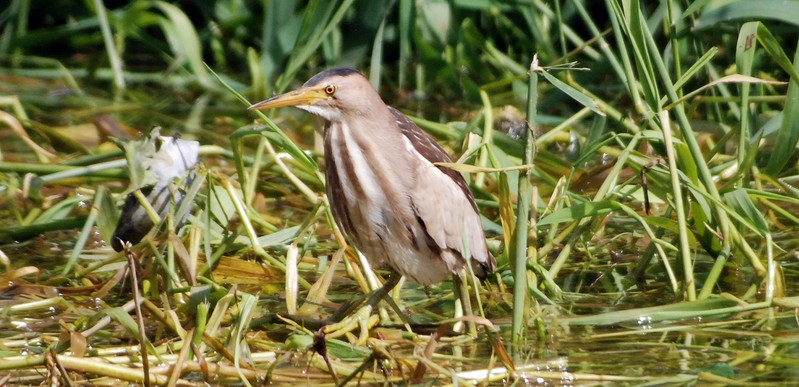 Little Bittern