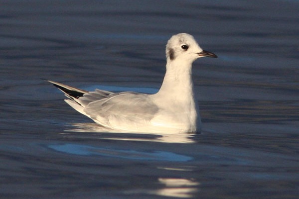 Bonaparte's Gull