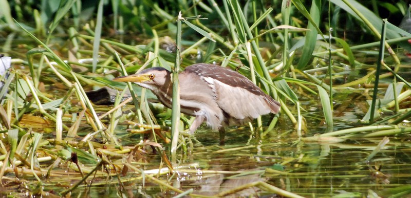 Little Bittern