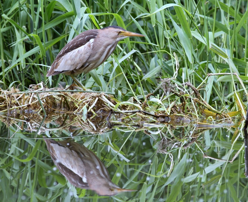 Little Bittern