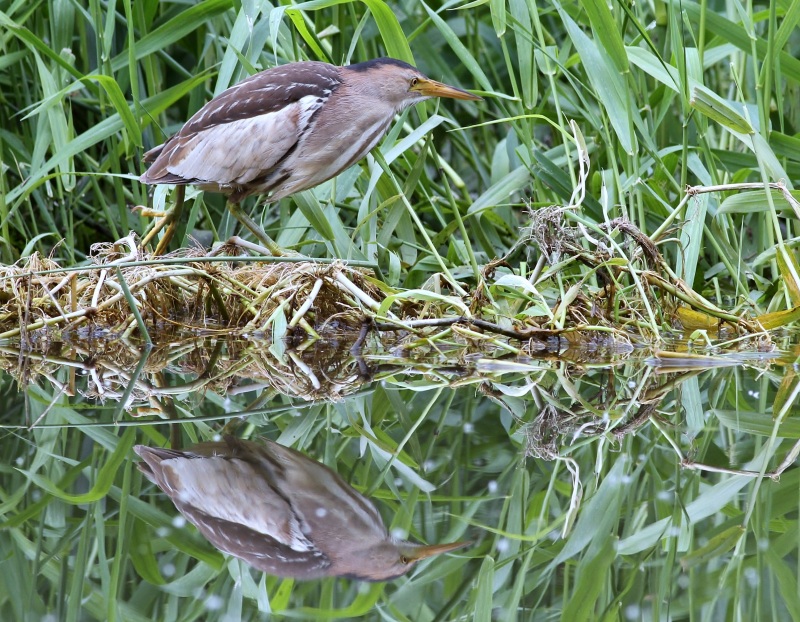 Little Bittern