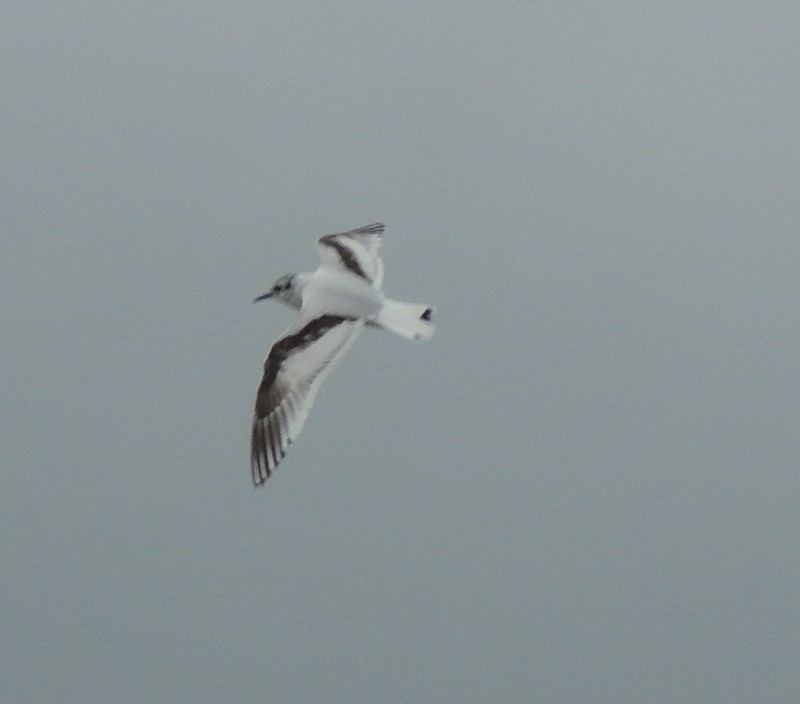 Little Gull