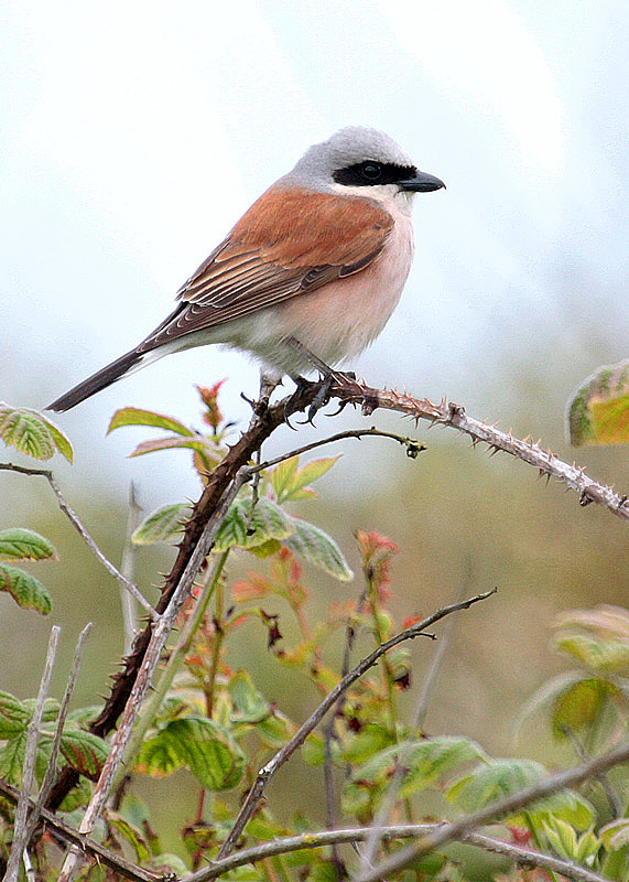 Red-backed Shrike