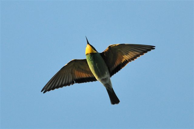 Bee-eater