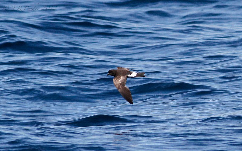 Wilson's Petrel