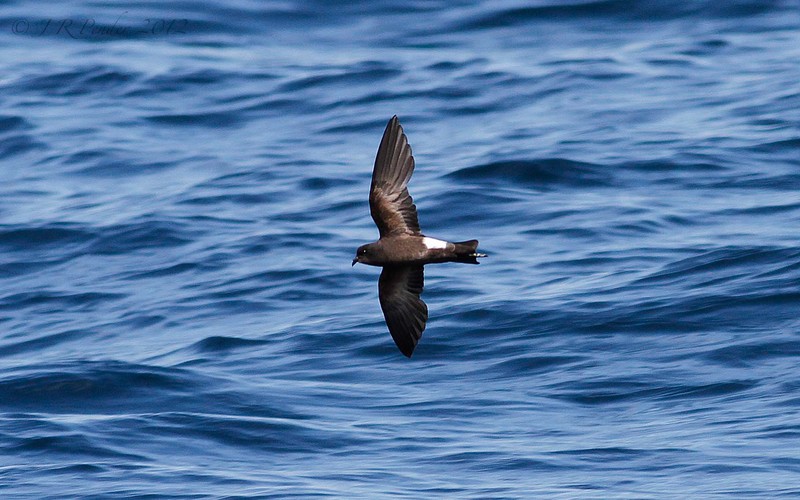 Wilson's Petrel