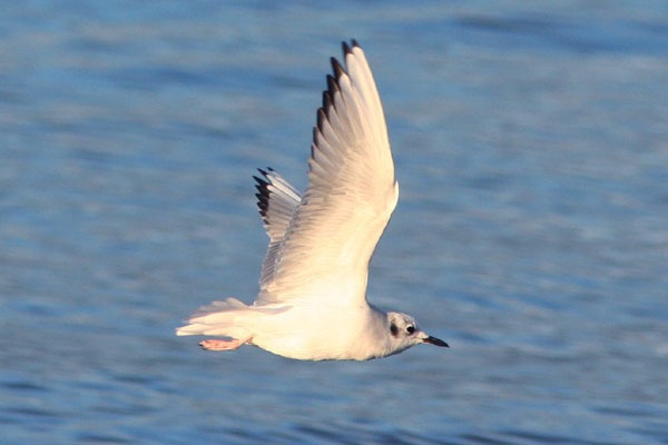 Bonaparte's Gull