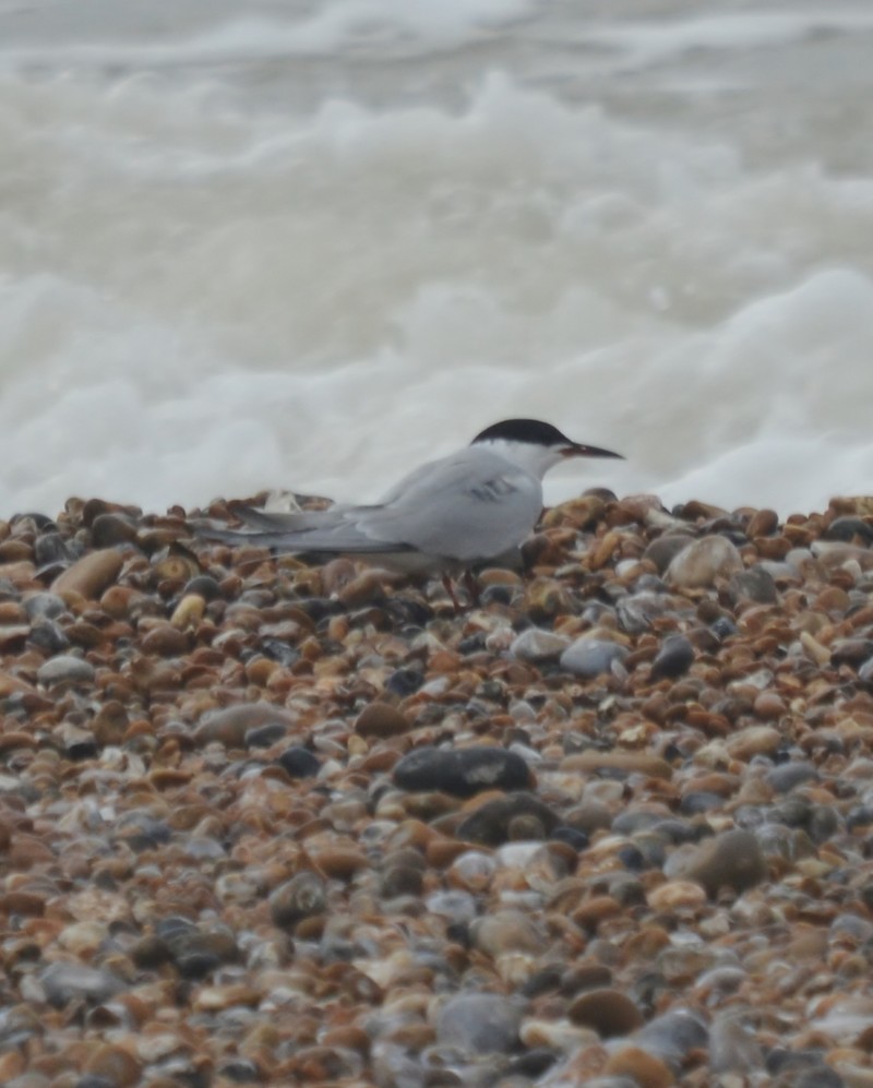 Common Tern