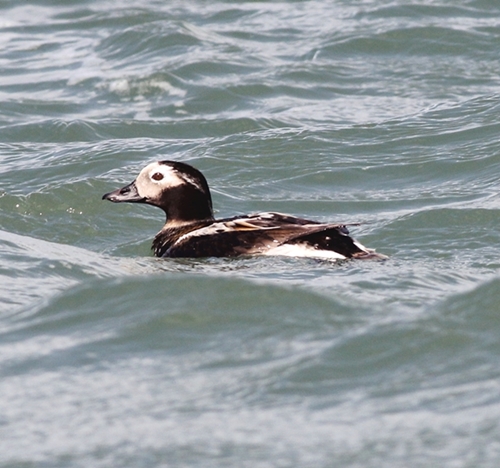 Long-tailed Duck
