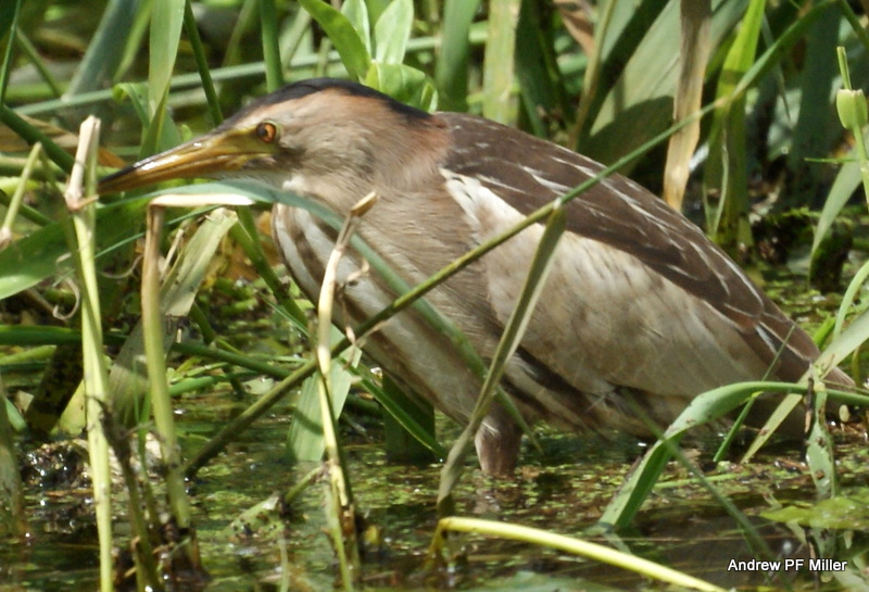 Little Bittern