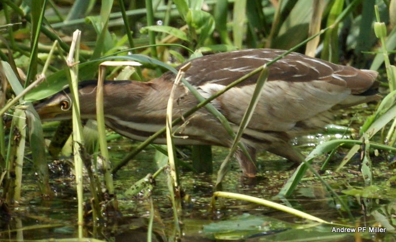 Little Bittern