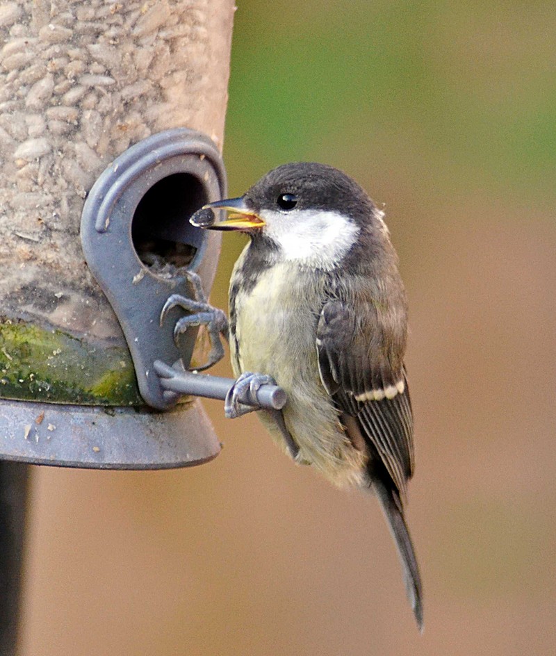 Great Tit