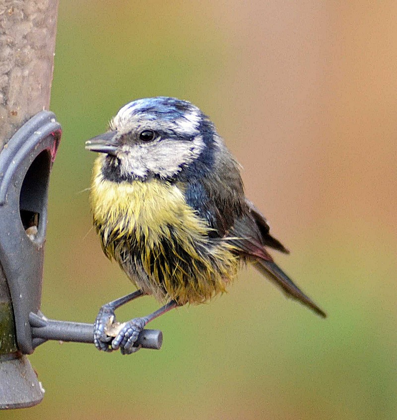 Blue Tit