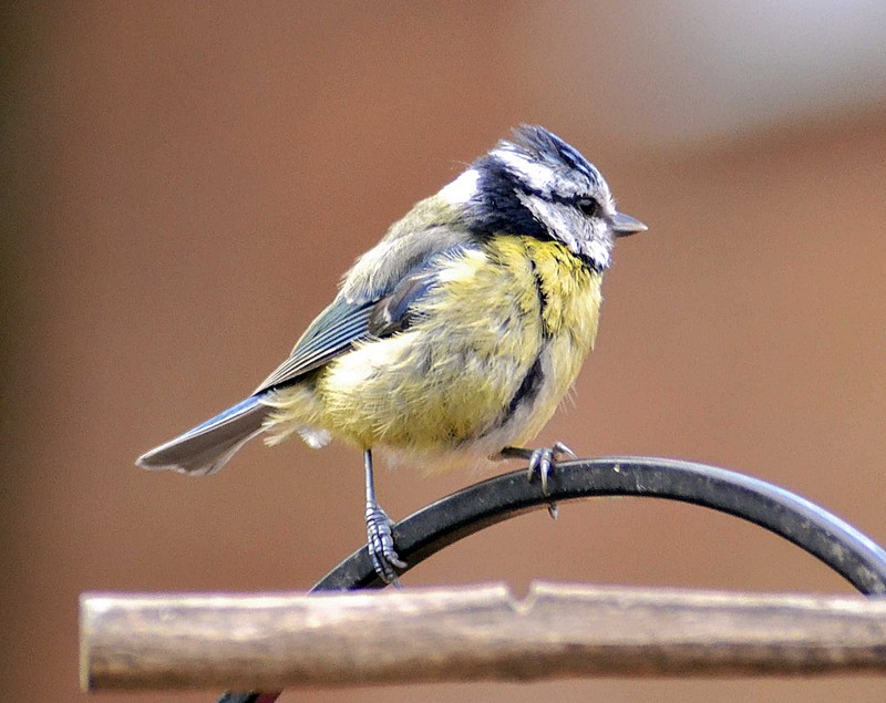blue tit