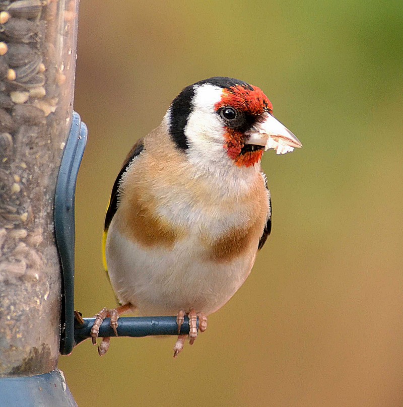Goldfinch