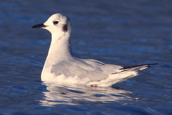 Bonaparte's Gull