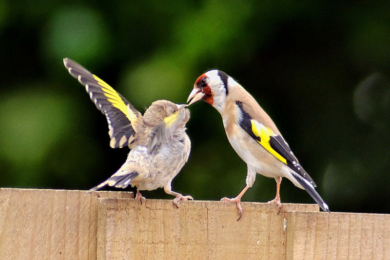 Goldfinch
