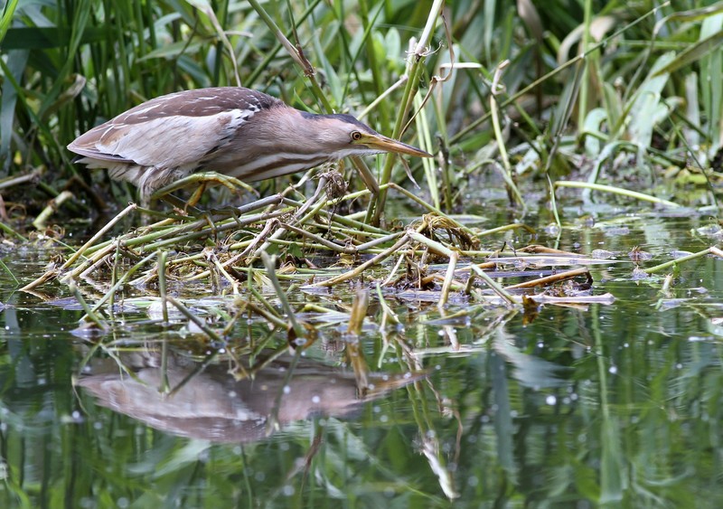 Little Bittern