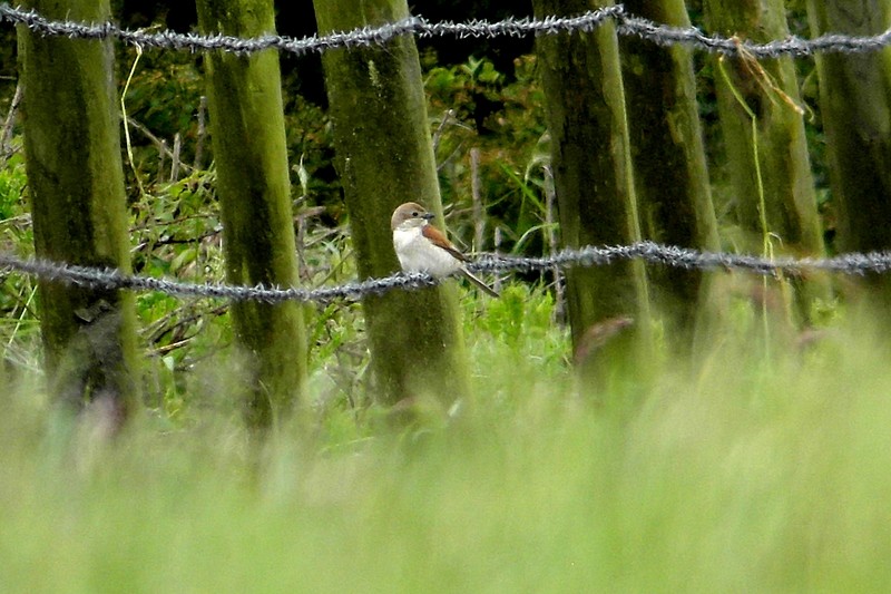 Red-backed Shrike