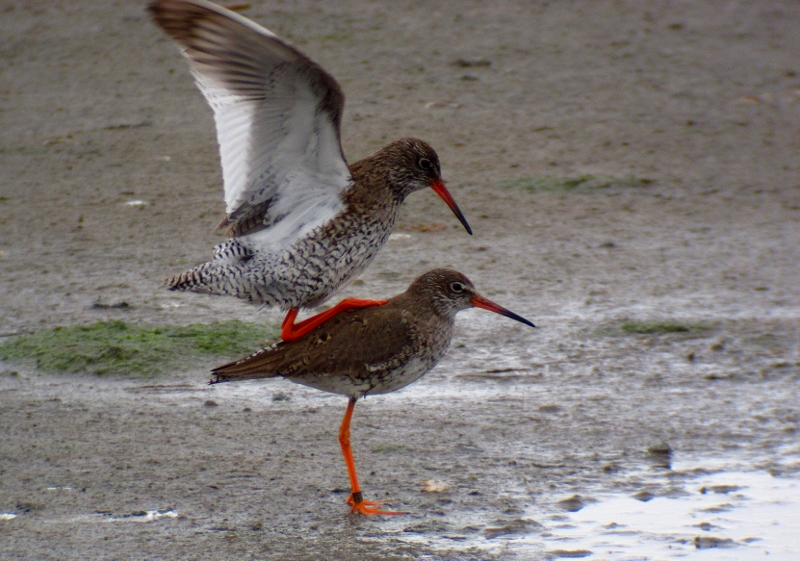 Redshank