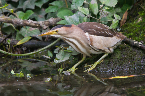 Little Bittern