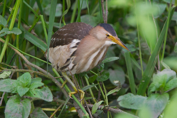 Little Bittern