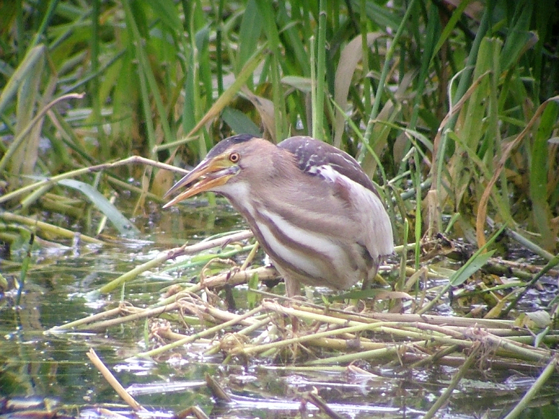 Little Bittern