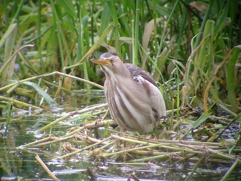 Little Bittern