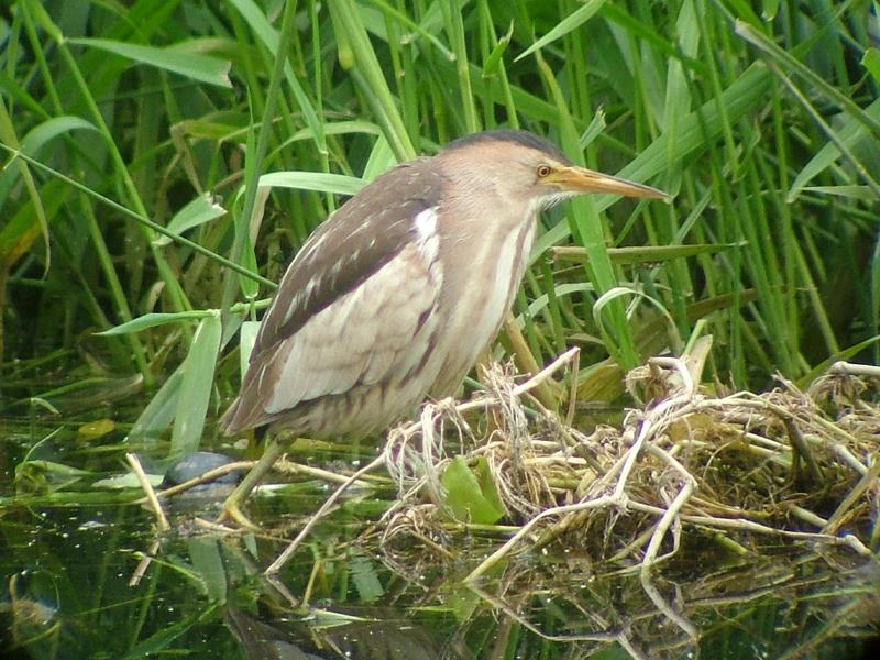 Little Bittern