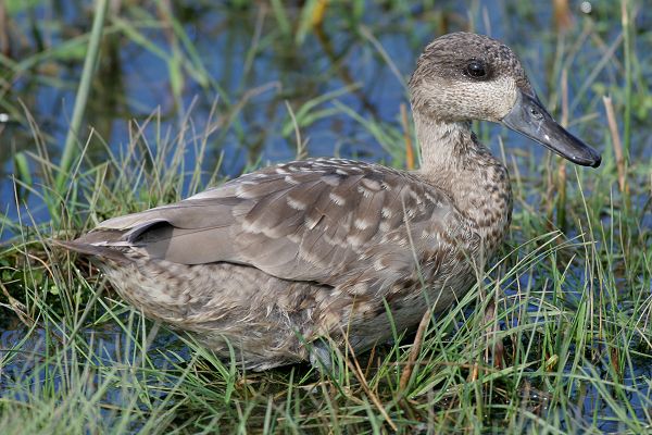 Marbled Duck