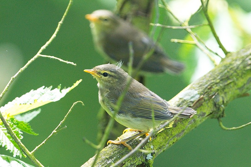 Willow Warbler