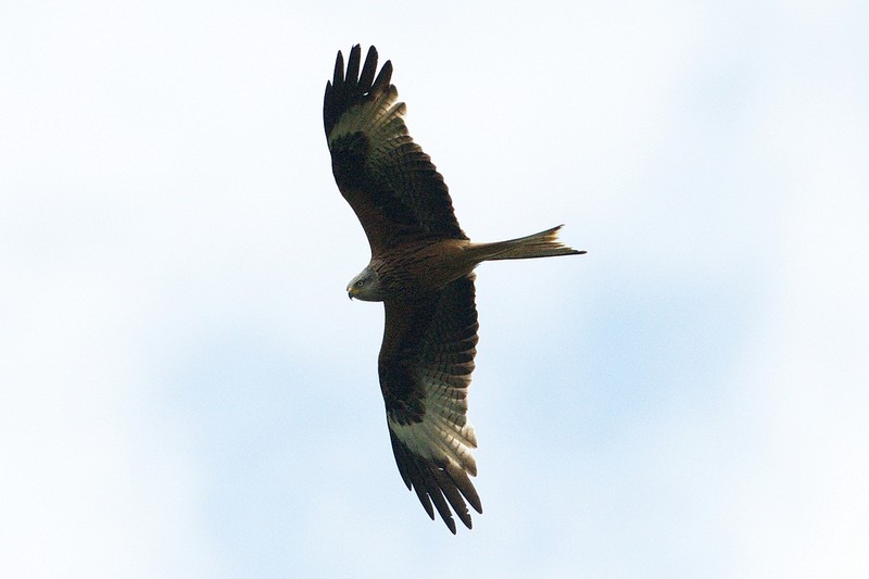 Red Kite