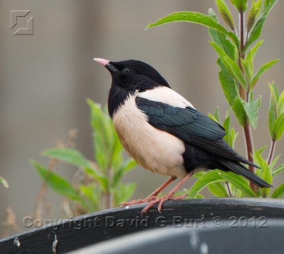 Rose-coloured Starling