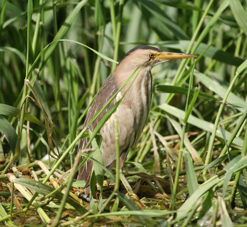 Little Bittern
