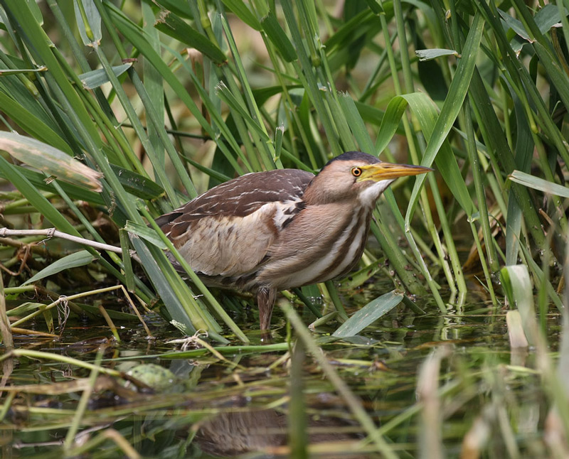 Little Bittern