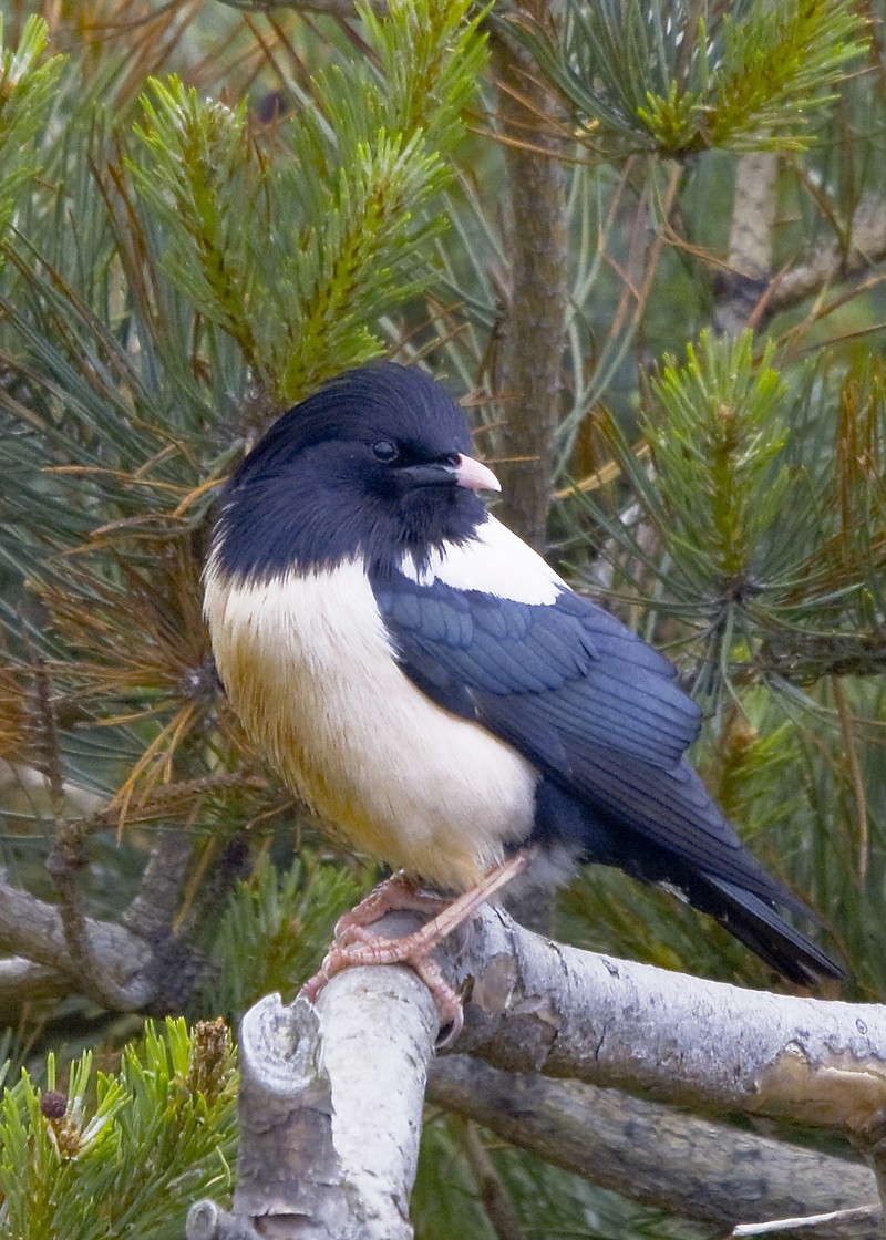 Rose-coloured Starling