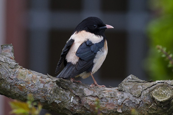 Rose-coloured Starling