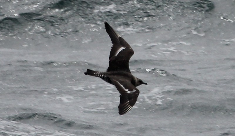 Pomarine Skua